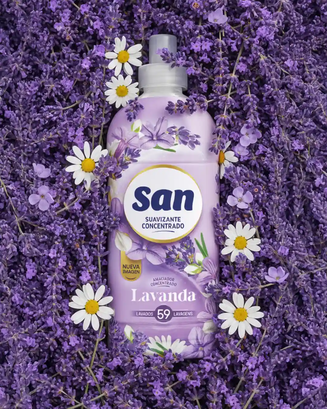 Lavanda
